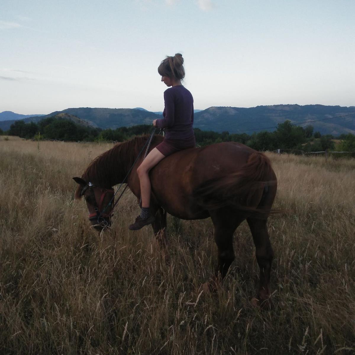 15 jarige merrie (werk/recreatie paard)