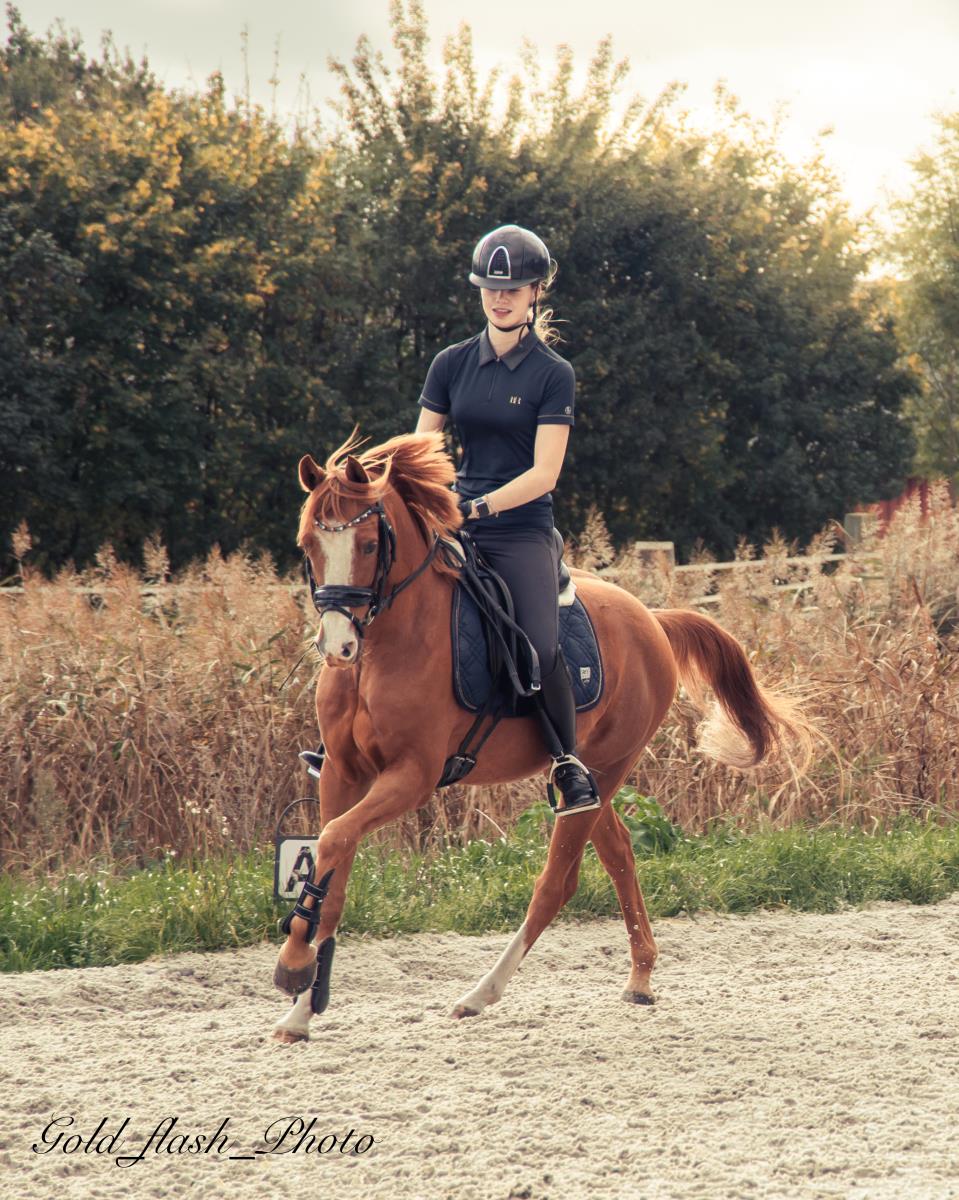 Lieve, knappe Z1 sportpony Hunk