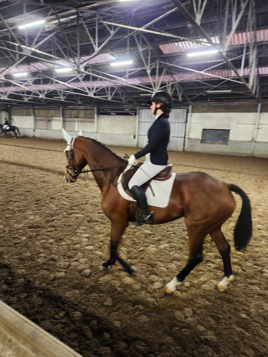 Talentvolle Dressuur/fokmerrie
