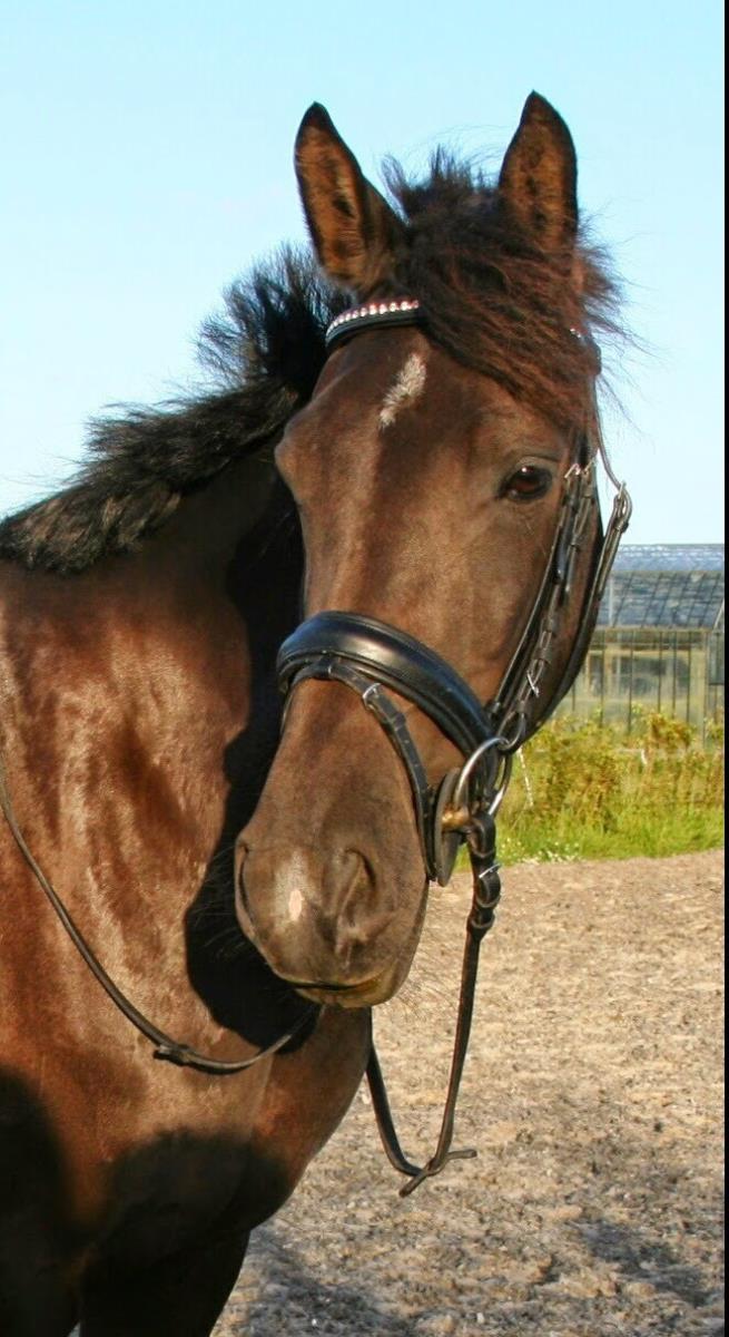 Lieve merrie (FriesxArabier)