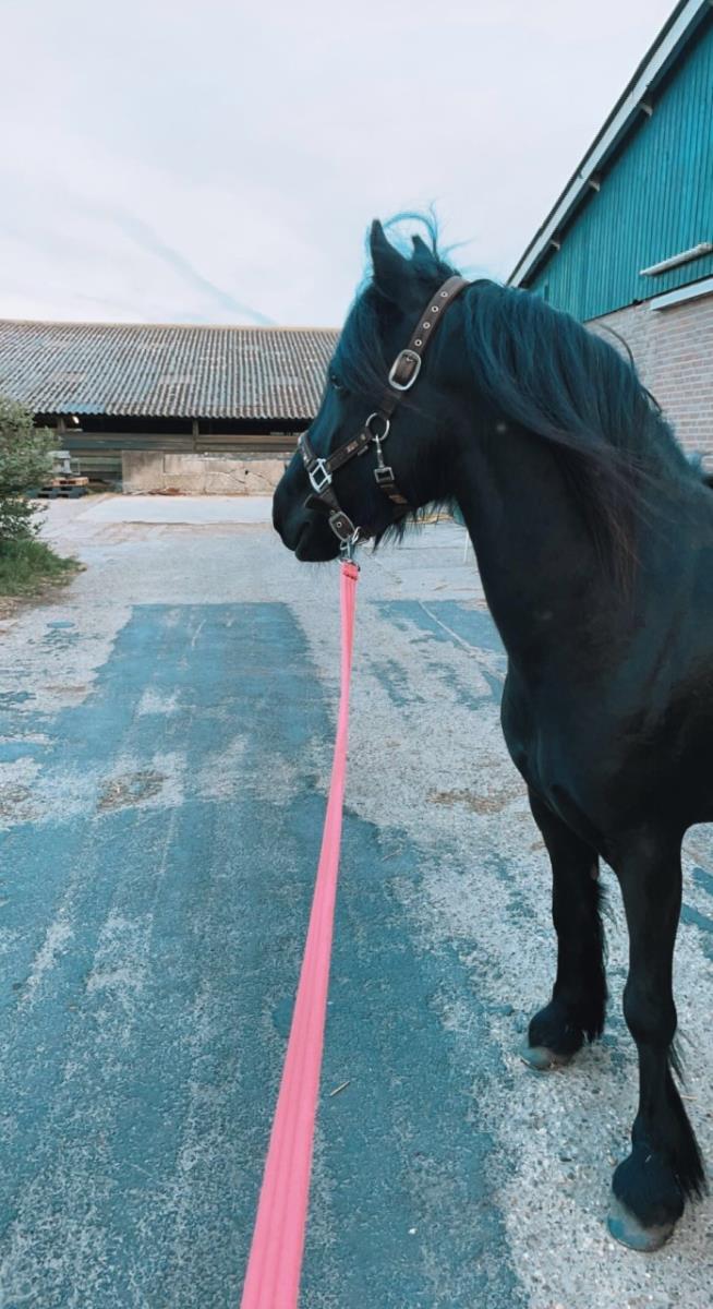 Lieve fell pony te koop