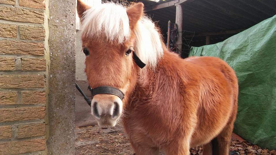 Shetland pony te koop