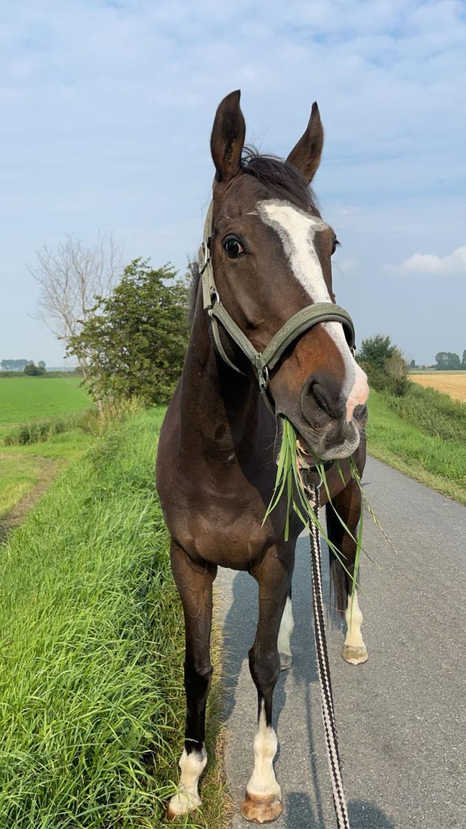 Lieve 8 jarige ruin