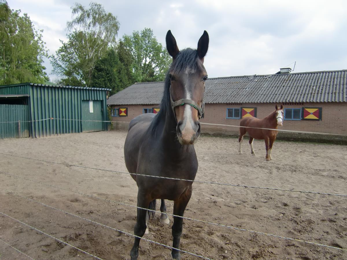 Hermine