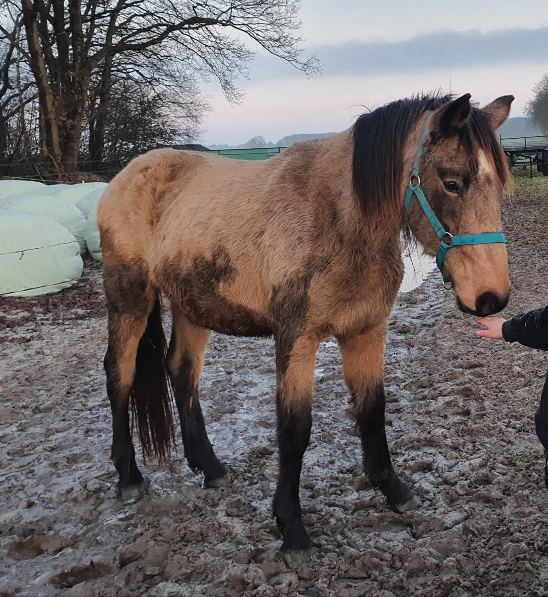 Welsh Pard Pred x Czech Warmbloed.