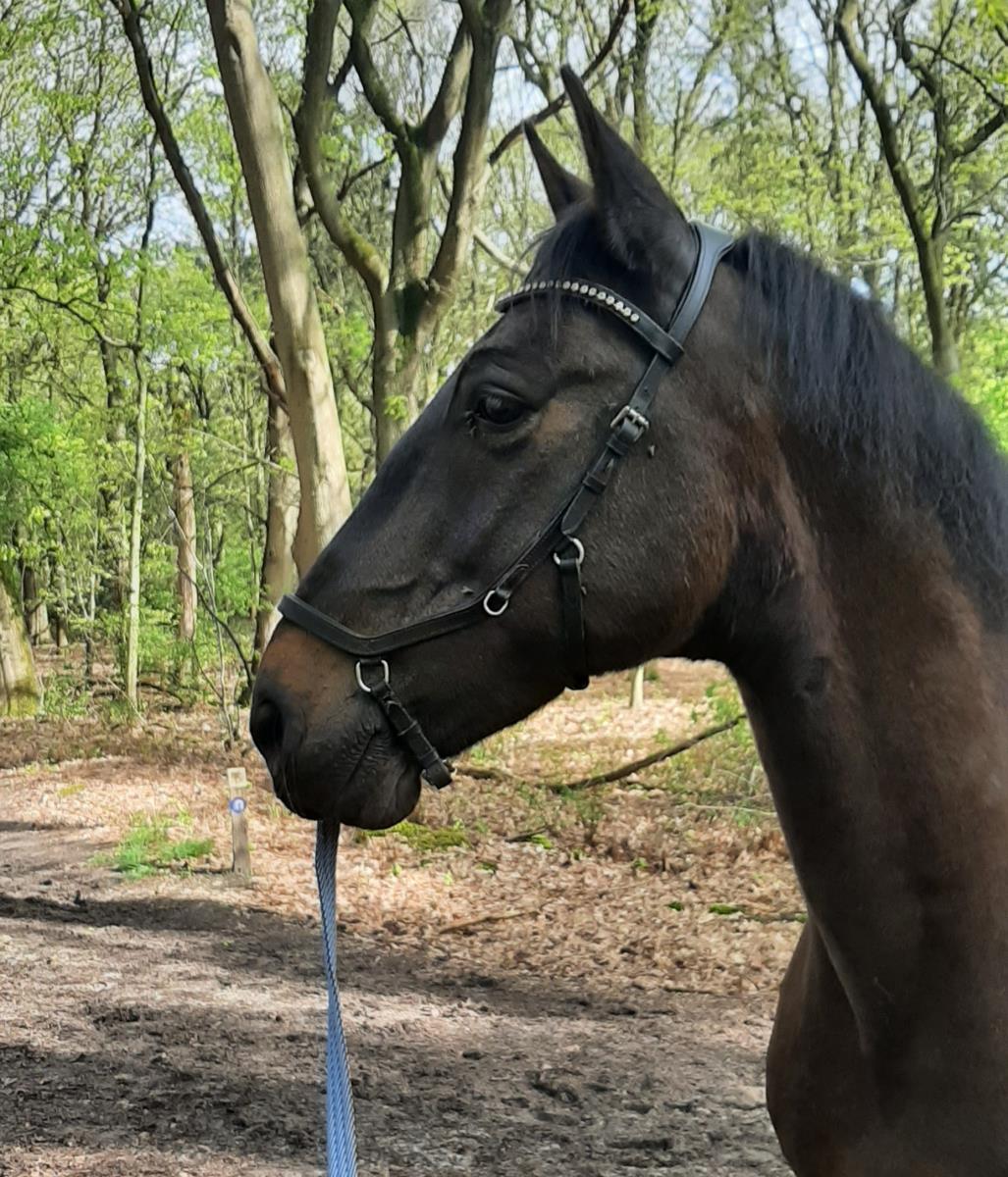 Lieve ruin