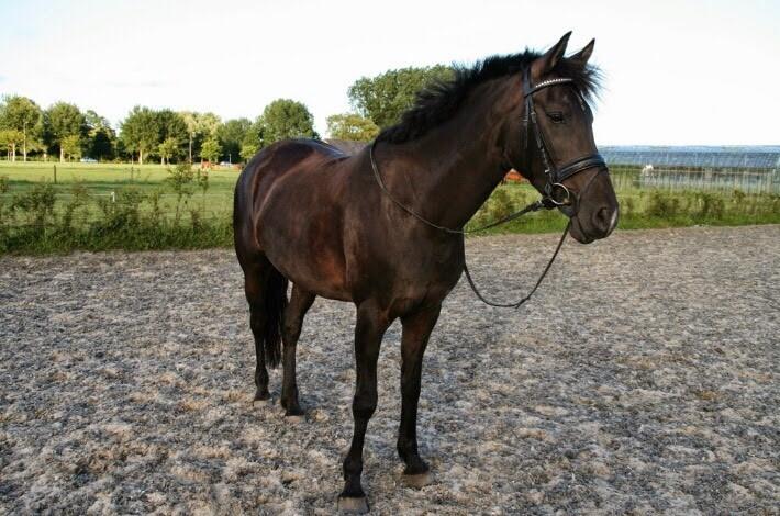 Lieve merrie (FriesxArabier)