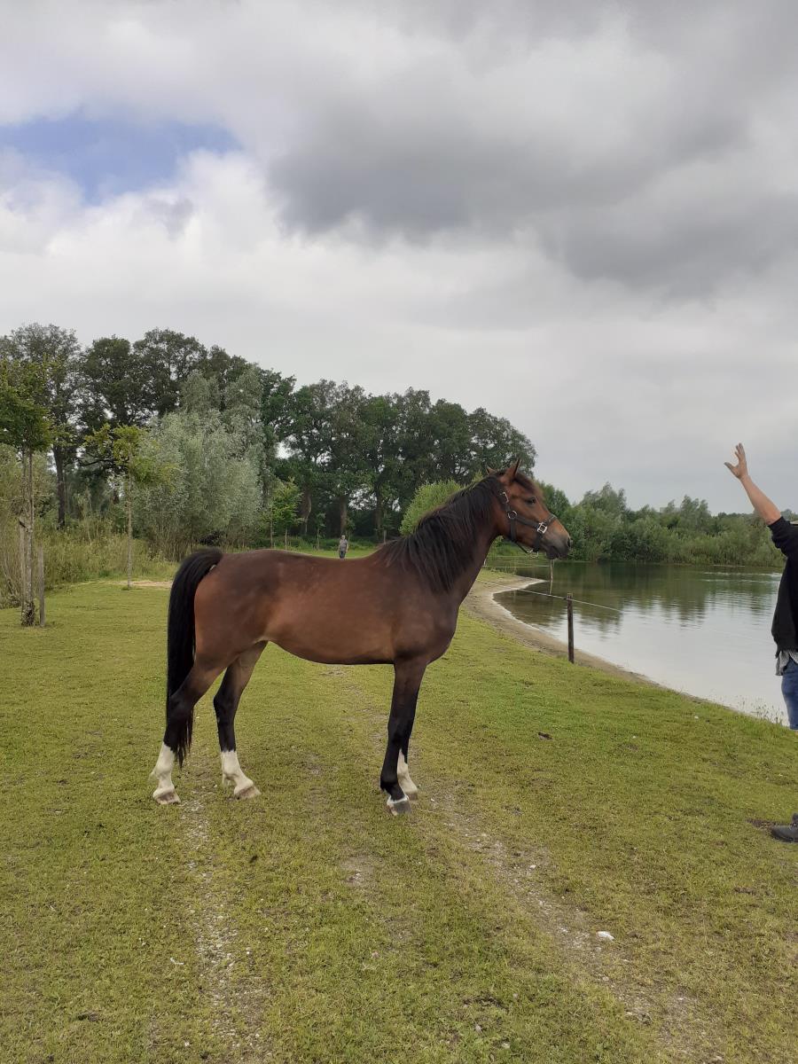 3 jarige merrie