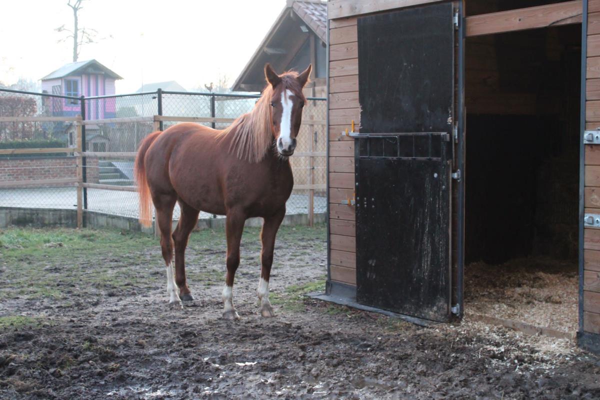 Arabisch paard