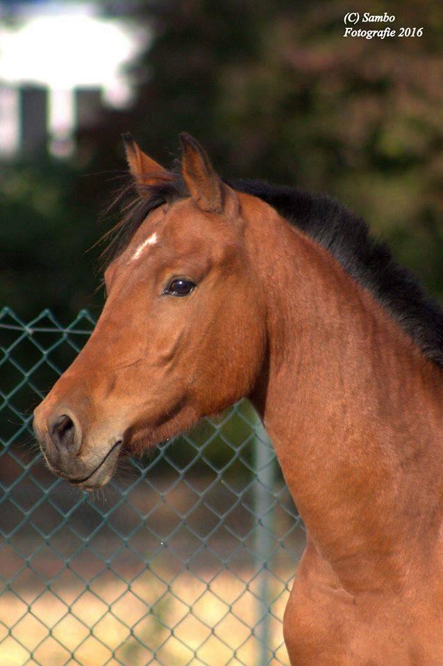 Leuke grote C pony 4 jaar net beleerd.