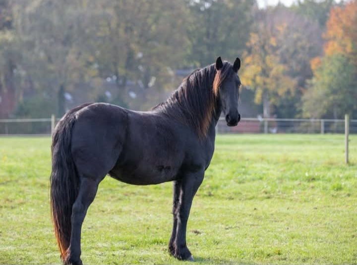 onbeleerde friese merrie