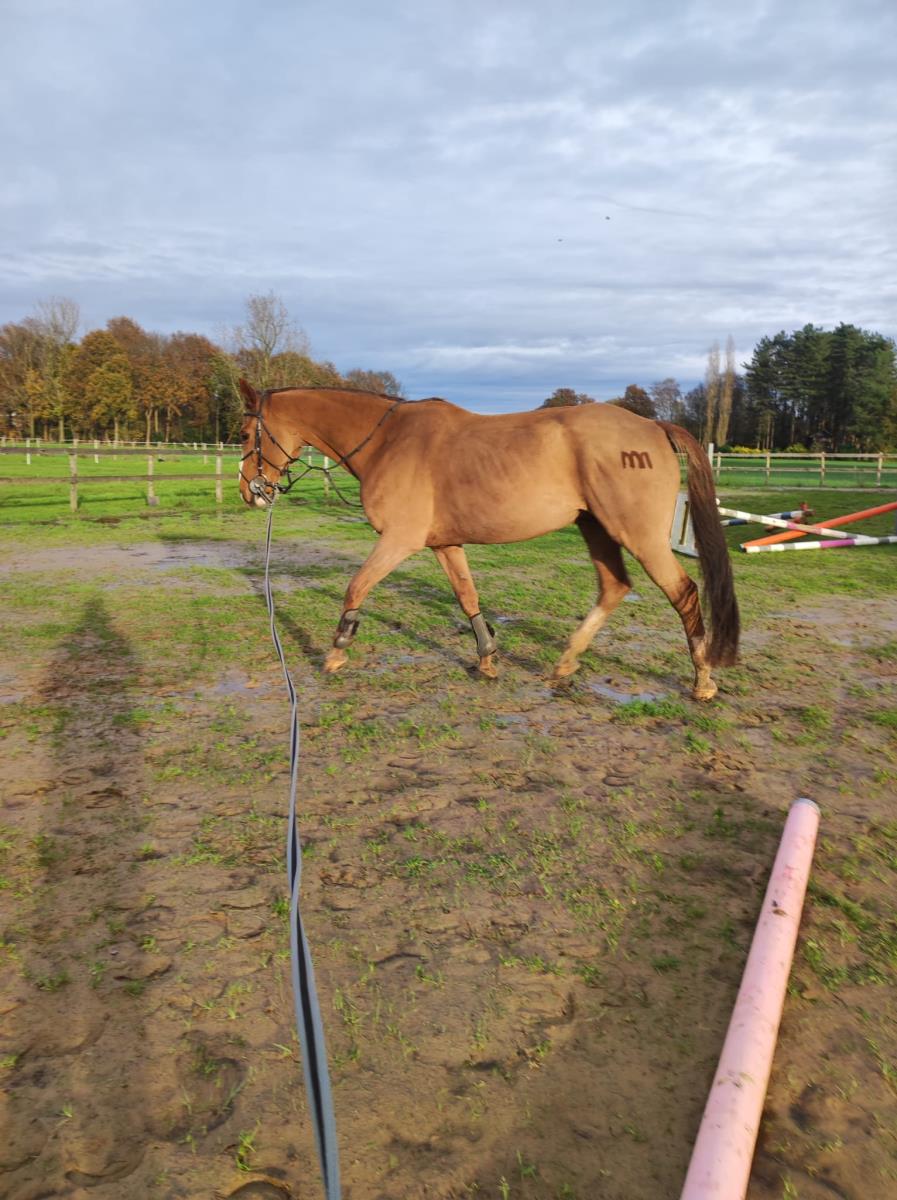 Lieve allrounder
