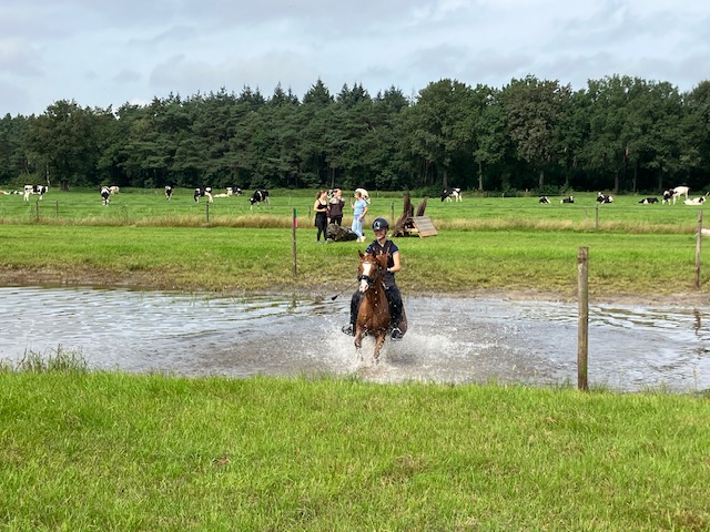 Lieve, knappe Z1 sportpony Hunk