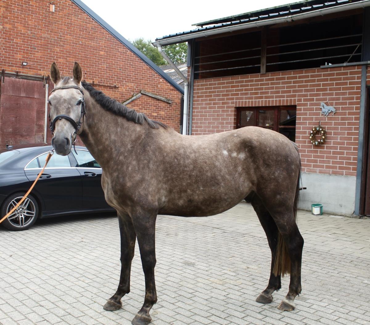 Lieve 5 jarige ruin met veel potentie voor sport 
