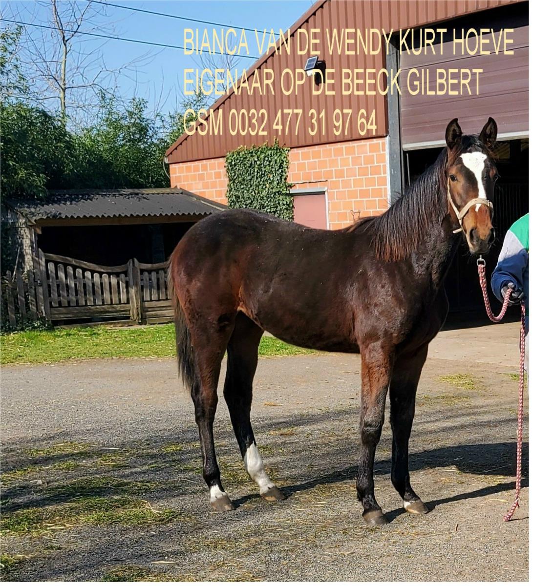 4 jarige merrie van Casall la silla