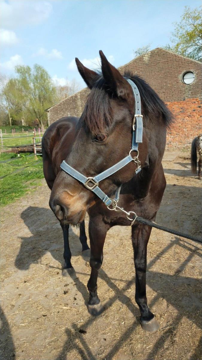 Lieve merrie te koop