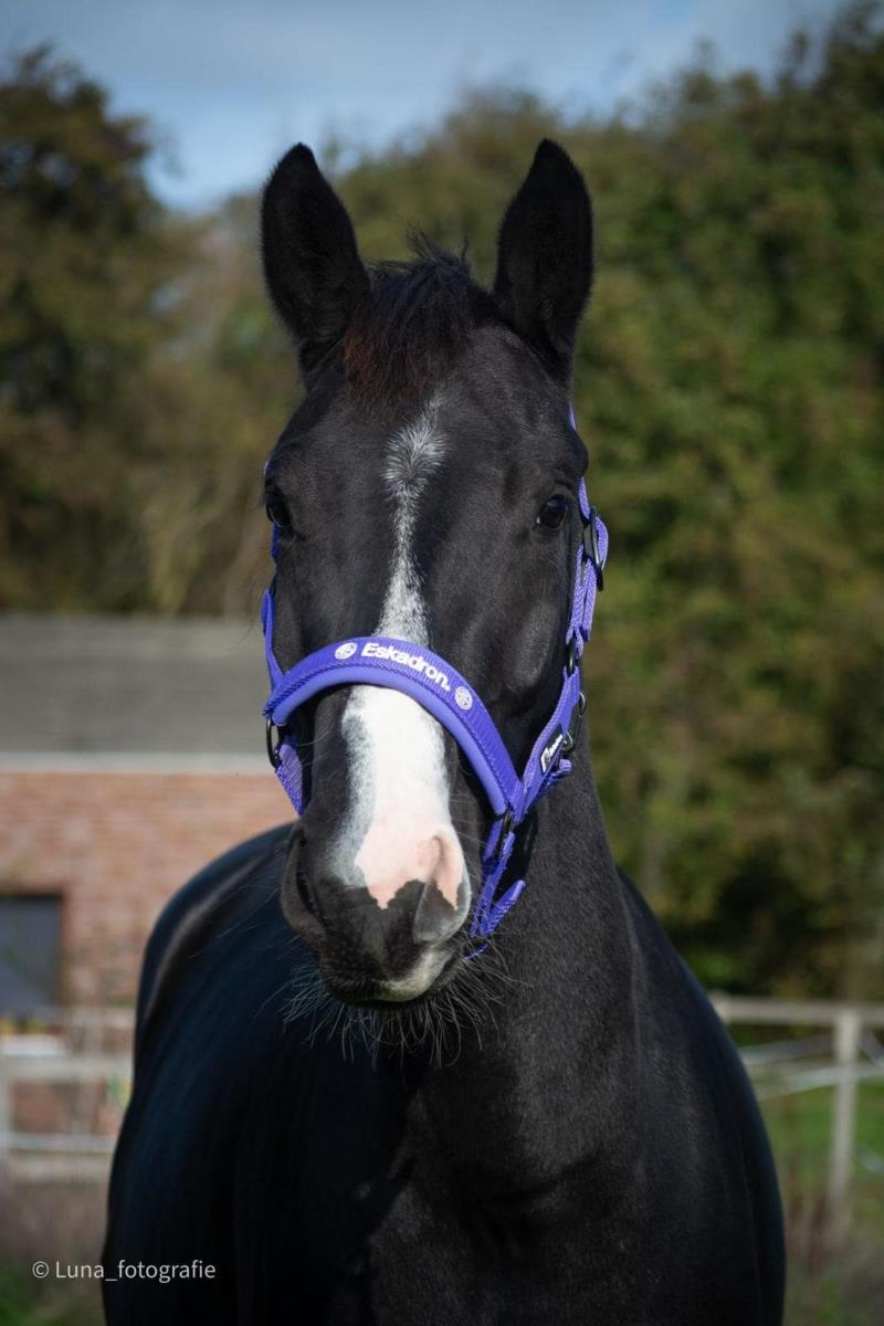 Te koop talentvolle 5 jarige Toto jr merrie