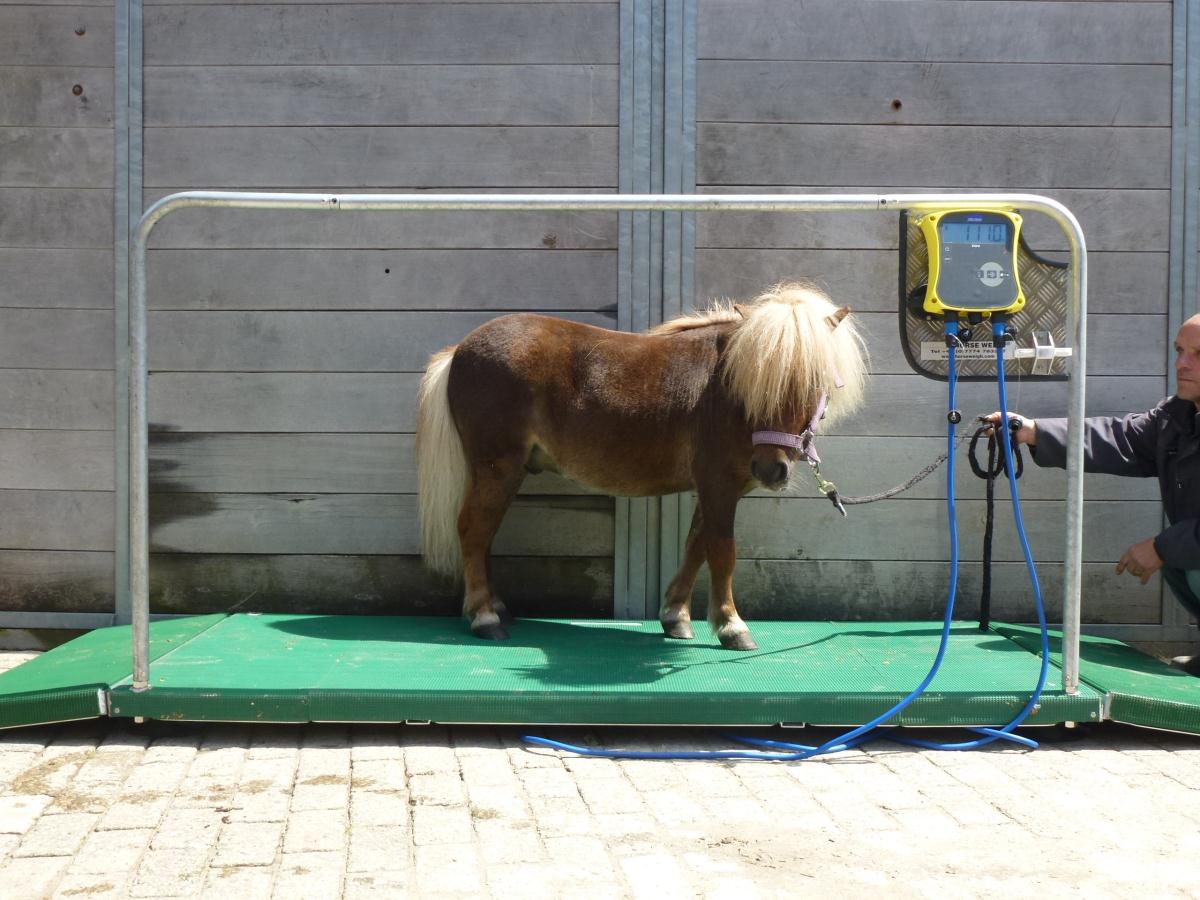 Laat je paard of pony wegen