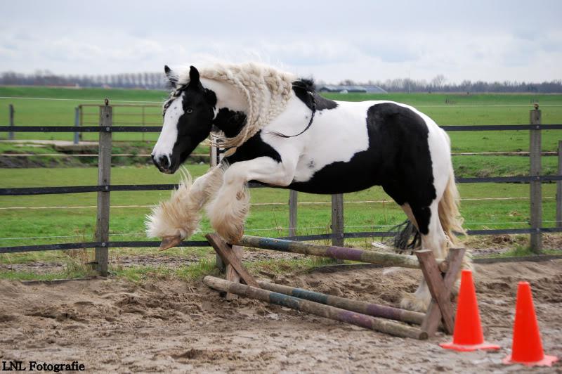 TER DEKKING-Irish Cob / Tinker Sterhengst Tolkien 