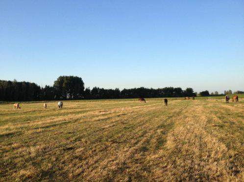 Weidegang/opfok op prachtig plek net buiten Zwolle