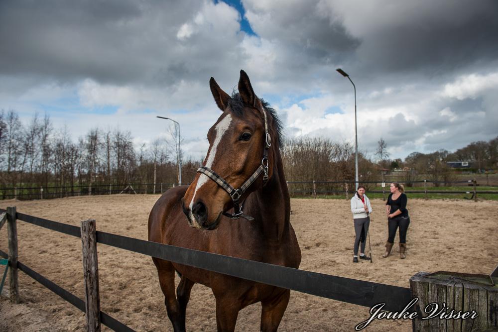 Ruime stallen en dagelijkse weidegang!