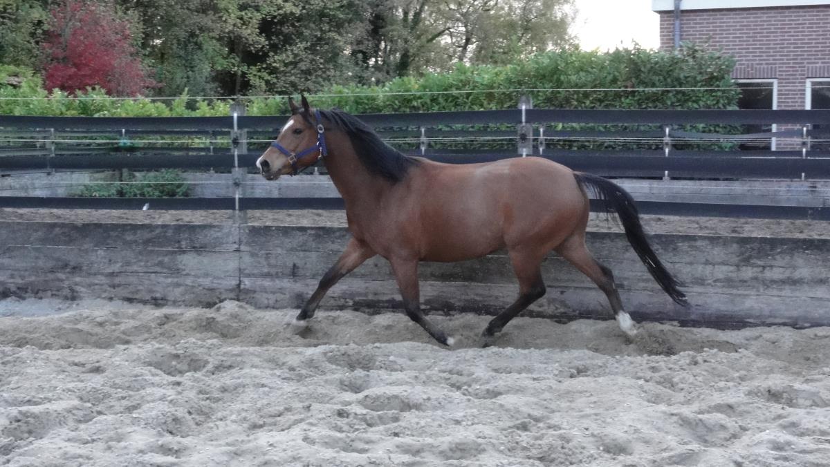 Leasepony amsterdam aangeboden