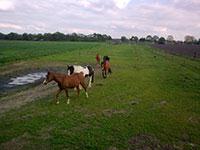 Paddock Paradise Stalling
