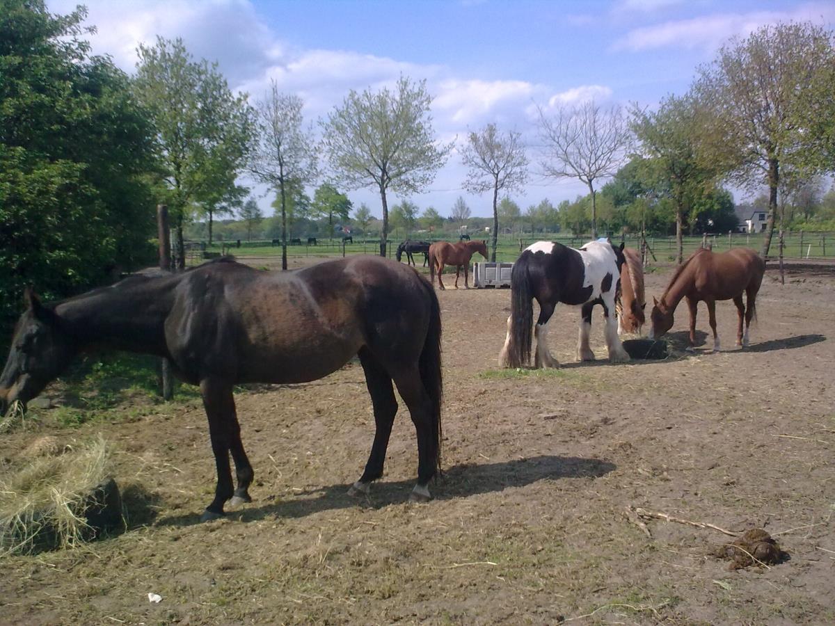 Paddock Paradise