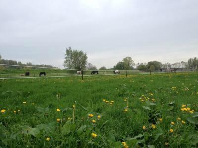 Weidegang/opfok op prachtig plek net buiten Zwolle