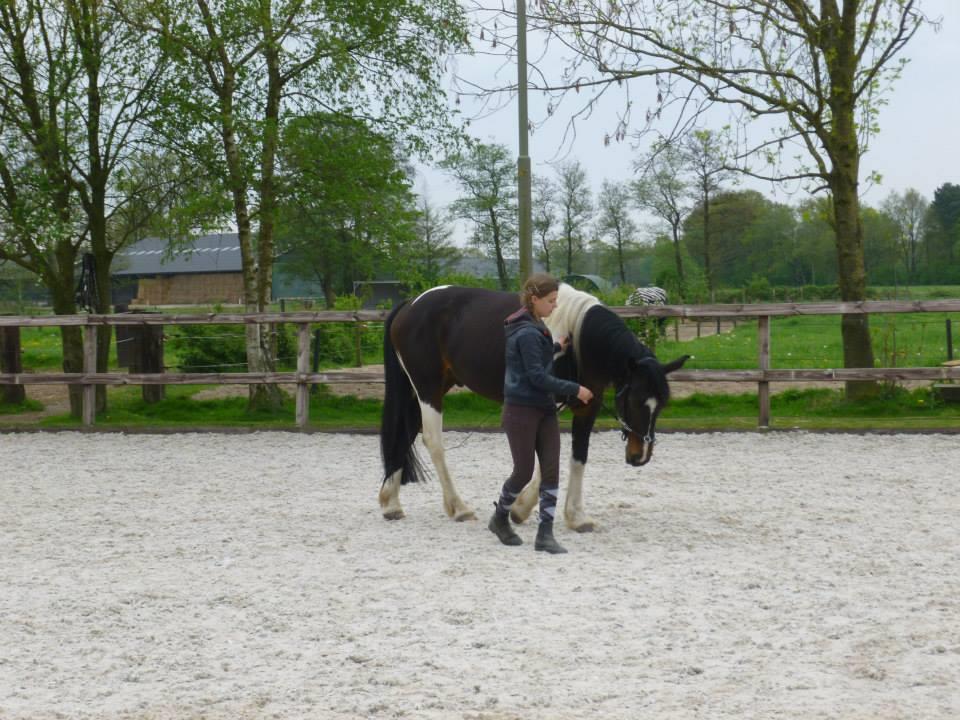 paarden zadelmak maken/trainen,lessen
