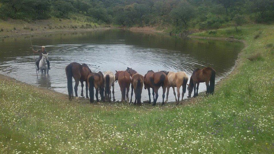 Paard op pensioen/vakantie in natuurpark in Spanje