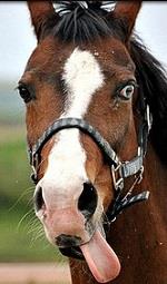 gezocht weide voor 6 pony,s nieuwegein/ijsselst.