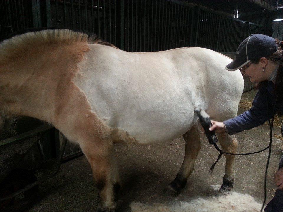Professioneel Paardenscheerster