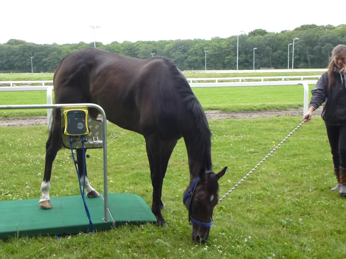 Laat je paard of pony wegen