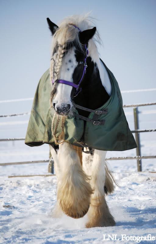 TER DEKKING-Irish Cob / Tinker Sterhengst Tolkien 