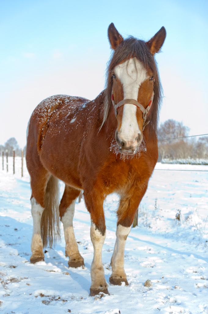 Ruime stallen en dagelijkse weidegang!