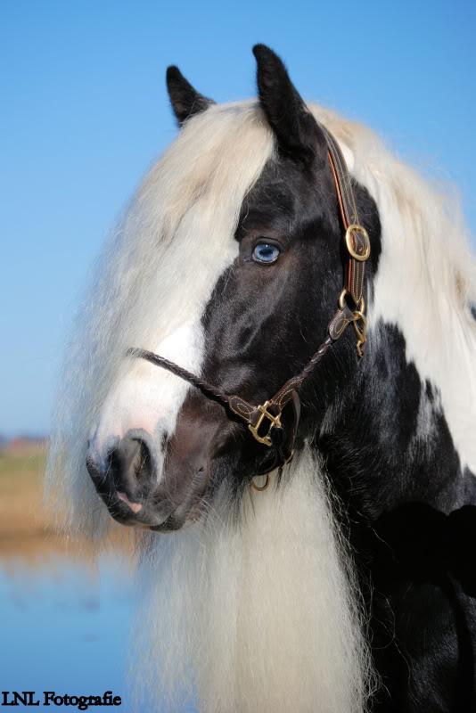 TER DEKKING-Irish Cob / Tinker Sterhengst Tolkien