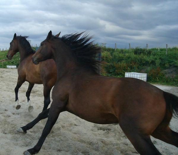 Bio-Ron biologisch paardenvoer en supplementen