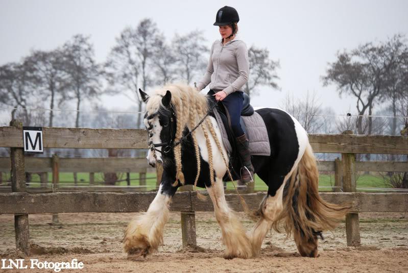 TER DEKKING-Irish Cob / Tinker Sterhengst Tolkien 