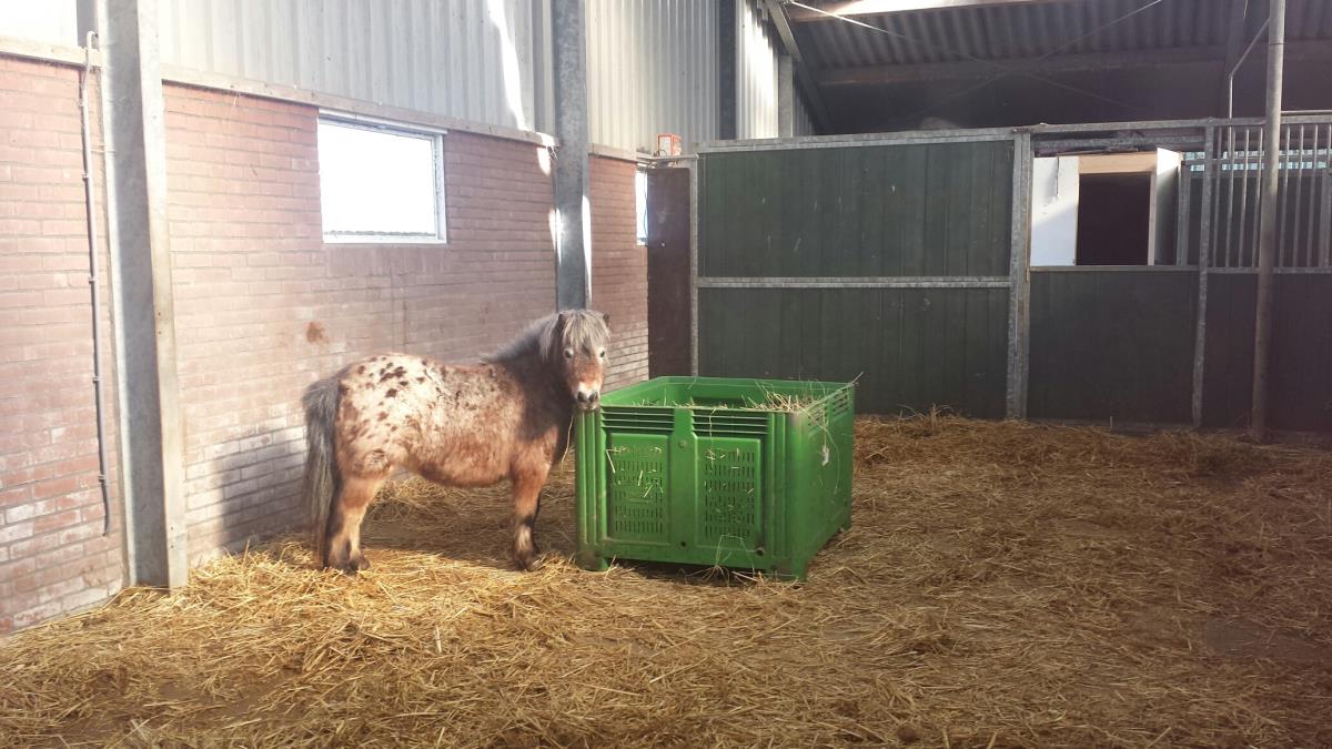 Rusthuis heeft  plek voor u oude/gebleseerde paard