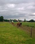 Paddock Paradise Stalling