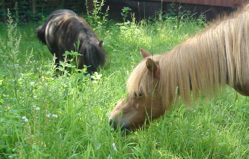 Bio-Ron biologisch paardenvoer en supplementen