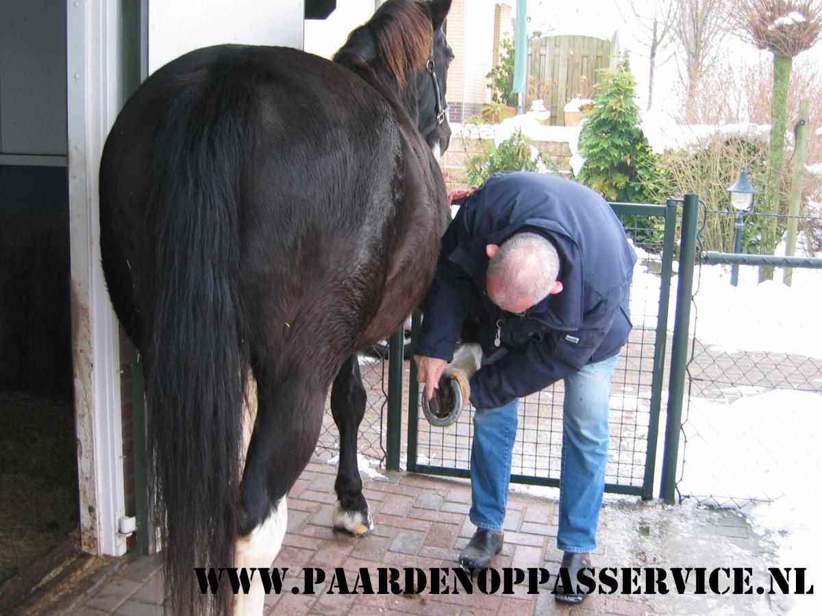 Professionele paardenverzorgers aangeboden