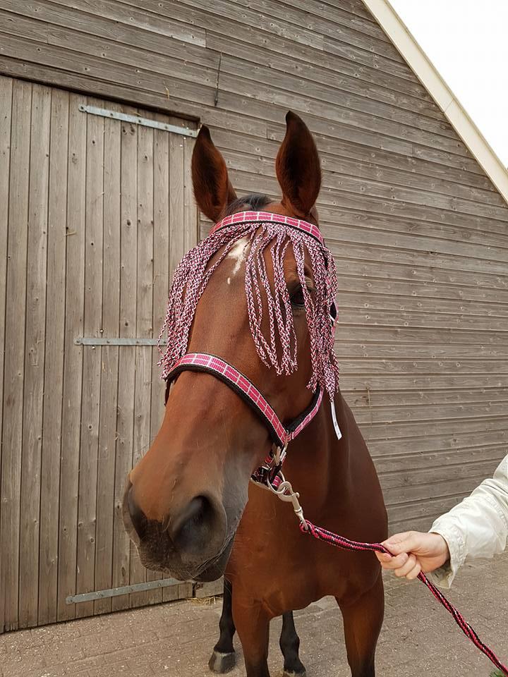 Hoofdstellen en halsters nieuw
