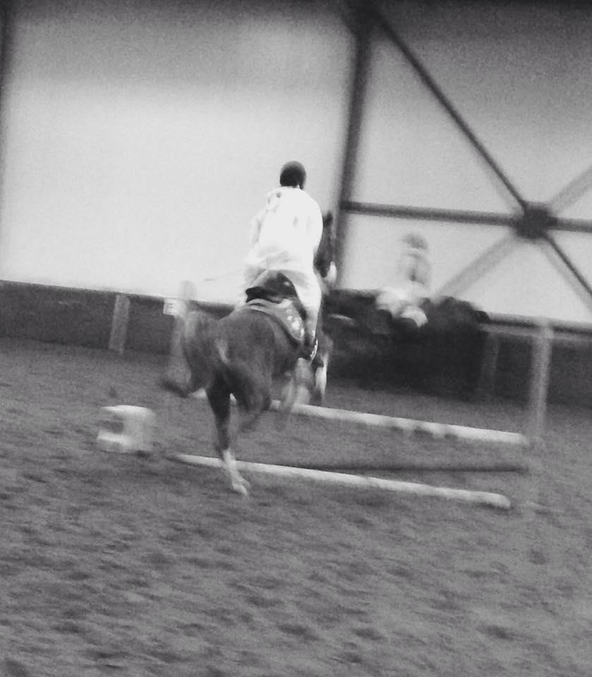 Verzorgpony/paard gezocht!
