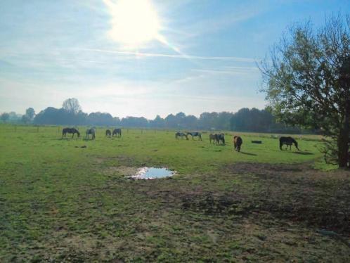 Pensionstalling/weidegang in Overasselt (Nijmegen)