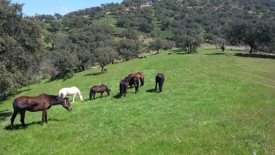 Paard op pensioen/vakantie in natuurpark in Spanje