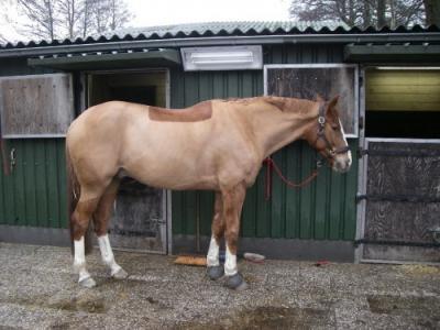 Professioneel Paardenscheerster