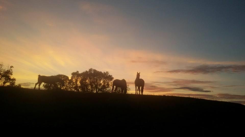 Paard op pensioen/vakantie in natuurpark in Spanje