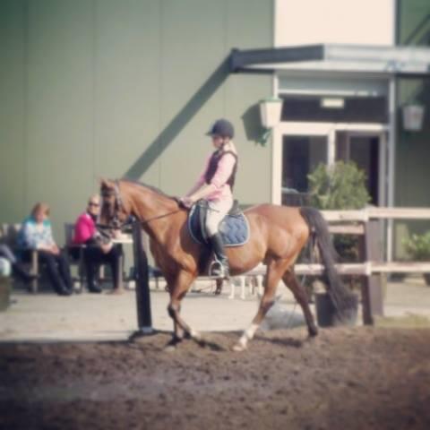 Verzorgpony/paard gezocht!